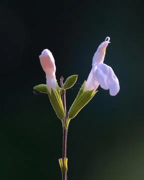 Extremely eye-catching with its blurred and darkened background, This flower Stock Photos