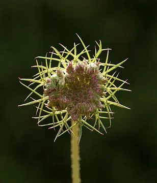 Extremely eye-catching with its blurred and darkened background, This flower Stock Photos