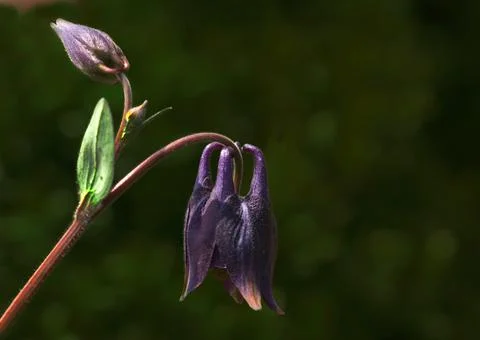 Extremely eye-catching with its blurred and darkened background, This flower Foto stock