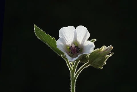 Extremely eye-catching with its blurred and darkened background, This flower Stock Photos