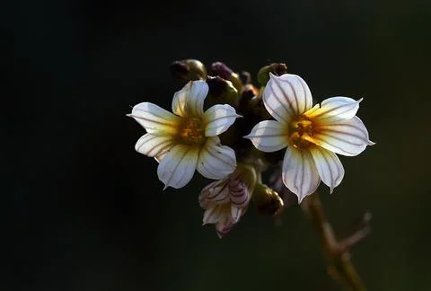 Extremely eye-catching with its blurred and darkened background, This flower Stock Photos