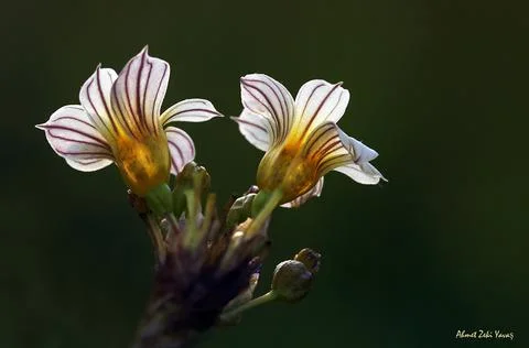Extremely eye-catching with its blurred and darkened background, This flower Foto stock