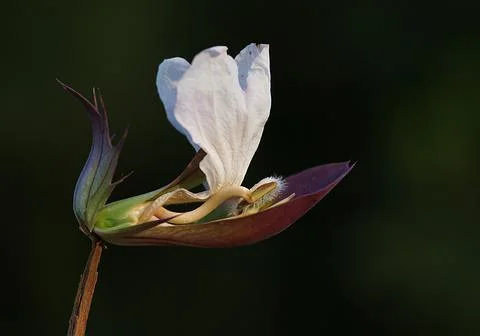 Extremely eye-catching with its blurred and darkened background, This flower Foto stock