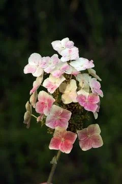 Extremely eye-catching with its blurred and darkened background, This flower Stock Photos