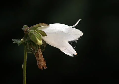 Extremely eye-catching with its blurred and darkened background, This flower Stock Photos