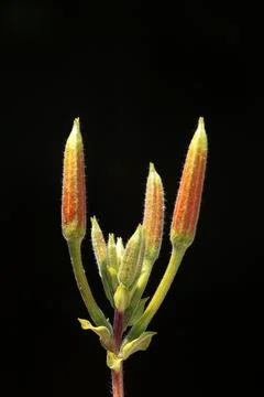 Extremely eye-catching with its blurred and darkened background, This flower Stock Photos