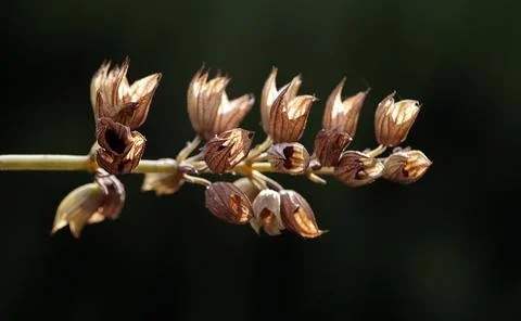 Extremely eye-catching with its blurred and darkened background, This flower Stock Photos