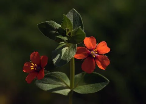 Extremely eye-catching with its blurred and darkened background, This flower Stock Photos