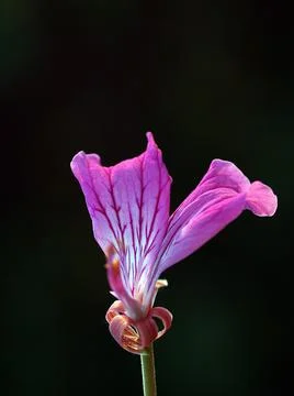 Extremely eye-catching with its blurred and darkened background, This flower Stock Photos