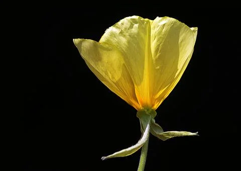 Extremely eye-catching with its blurred and darkened background, This flower Stock Photos