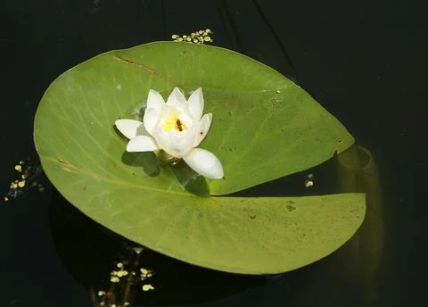 Extremely eye-catching with its blurred and darkened background, This flower Foto stock