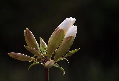 Extremely eye-catching with its blurred and darkened background, This flower Stock Photos