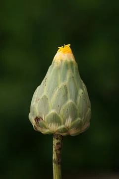 Extremely eye-catching with its blurred and darkened background, This flower Foto stock