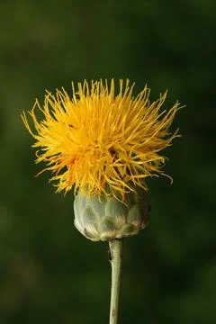 Extremely eye-catching with its blurred and darkened background, This flower Foto stock