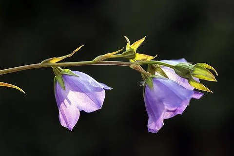 Extremely eye-catching with its blurred and darkened background, This flower Stock Photos
