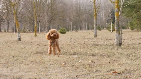 An Extremely Happy Poodle Joyfully Playing in Nature and Enjoying Its Stock Footage 305257278