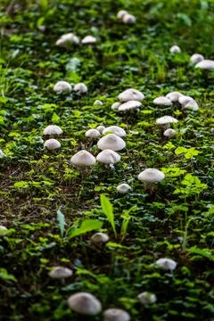 Extremely large and dense colony of wild mushrooms with bright hats Фото