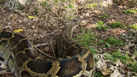 An extremely large snake slithers along the jungle floor Stock Footage 125467928