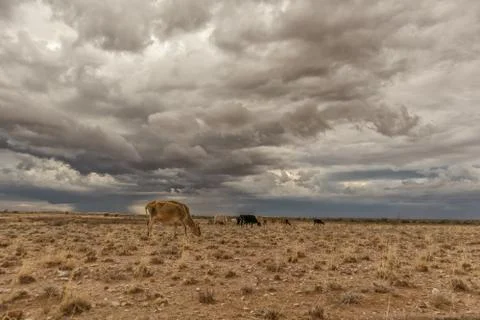 An extremely lean cow grazing in the Namibia desert. Stock Photos