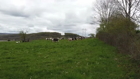 An Extremely Longshot of Grazing Dairy Cows Stock-Footage 194205688