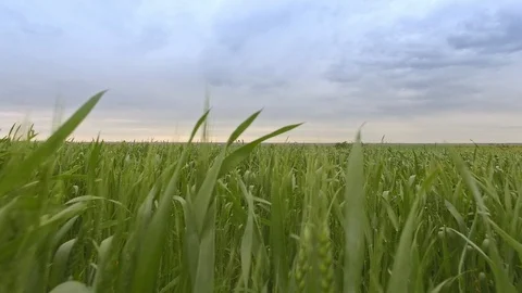 Extremely low aerial flight through green wheat rural field Stock Footage 99327417
