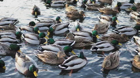Extremely many ducks swim in the freezing pond. Видео 131171038