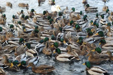 Extremely many ducks swim in the freezing pond. Foto stock