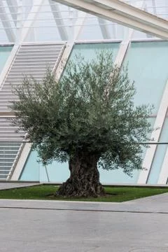 Extremely old olive tree surrounded by modern architecture Stock Photos