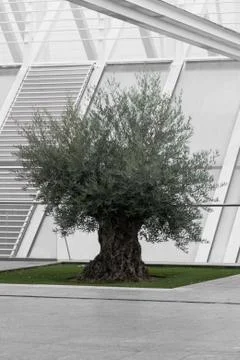 Extremely old olive tree surrounded by modern architecture bw and green Stock Photos