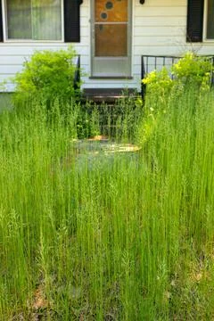 An extremely Overgrown grass lawn in front of a home or cottage in need of Stock Photos