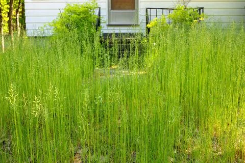 An extremely Overgrown grass lawn in front of a home or cottage in need of Stock Photos