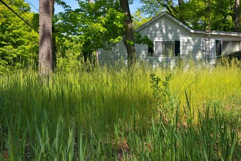 An extremely Overgrown grass lawn in front of a home or cottage in need of Stock Photos
