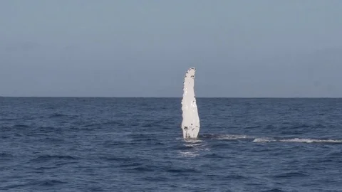 Extremely Rare Footage Of A Humpback Wha... | Stock Video | Pond5