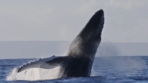 Extremely rare shot of a full Humpback Whale breach. Stock Footage 85374455