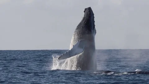 Extremely rare shot of a full Humpback Whale breach. Stock Footage
