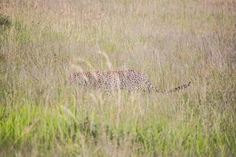 Extremely Rare Sighting of a leopard prowling through long Grass Stock Photos