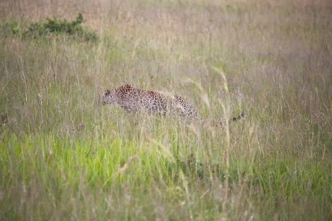 Extremely Rare Sighting of a leopard prowling through long Grass Stock Photos