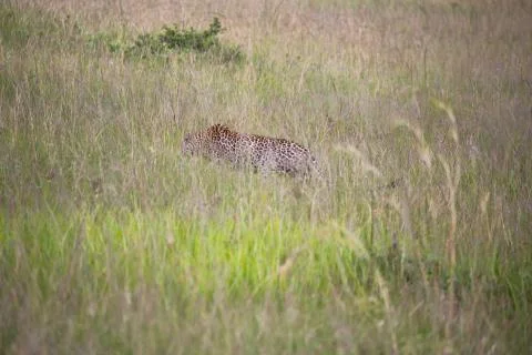 Extremely Rare Sighting of a leopard prowling through long Grass Stock Photos