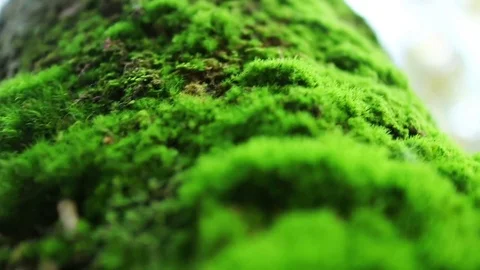 Extremely small depth of field. Forest floor in autumn forest. Beautiful theme Stock Footage 70009860