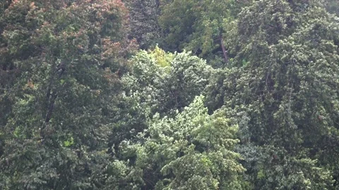 Extremely strong wind gusts bend forest tree branches - Green and Storm Impact Stock Footage 339590150