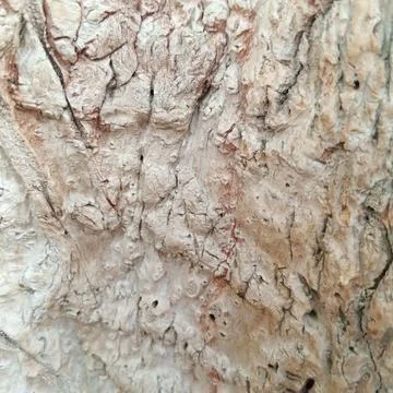 Extremely textured light deeply cracked old tree trunk bark macro Stock Photos