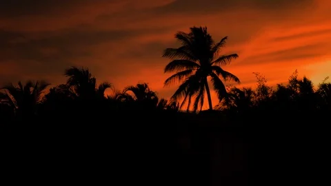 An Extremely vivid orange / red cloudy sunset over silhouetted Palm Trees, Miami Stock Footage 102745016