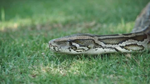 An extremley large boa constrictor slithering throught the grass, Stock Footage 121910183