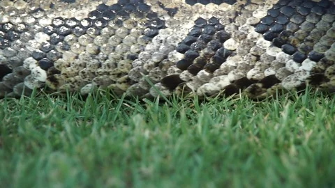 The extremley large body of a boa constrictor slithering throught the Stock Footage 121910056