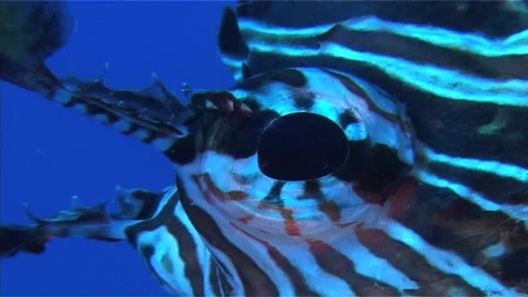 Extremly Close Up Of  Eye, Lionfish  Stock Footage 300250319
