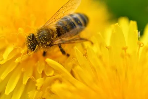 Extremly  macro shot of working bee at yellow flower- dandelion Stock Photos