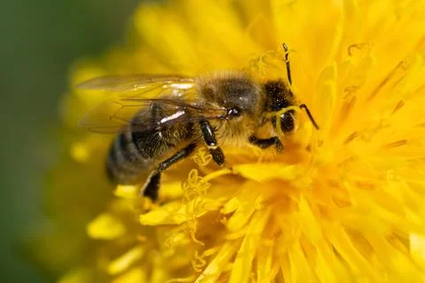 Extremly  macro shot of working bee at yellow flower- dandelion. sunny day Foto stock