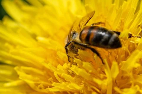 Extremly  macro shot of working bee at yellow flower- dandelion. sunny day Stock Photos