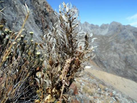 Extremophilous plants Stock Photos