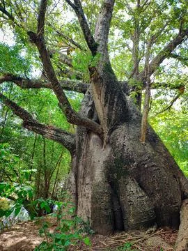 The exuberance of a great baobab. Stock Photos